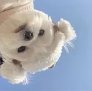 ミキの画像