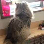 なこ
