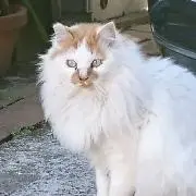 ねこミミの画像