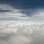 蓮の画像