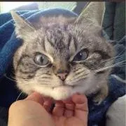 どらこの画像