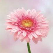 ferda7344の画像