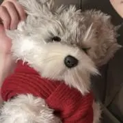 DREAMERSの画像