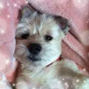 ラムラムラムネの画像
