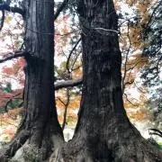 なかみの画像