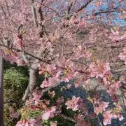 赤坂の画像