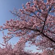 はまにゃの画像
