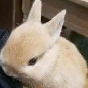ふっくん！即購入歓迎の画像