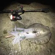 弦