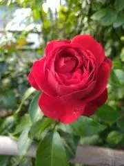 ヨシキの画像