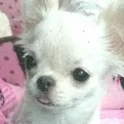 ポチャわんこ♥無言評価❌非常識❌