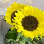 のきの画像