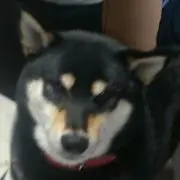 ワクワクちん