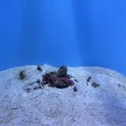 Utの画像