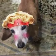 candy