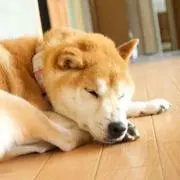 ノッチ (^^) プロフ見てください＊