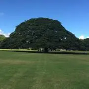まーの画像