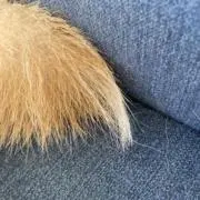きみどりの画像