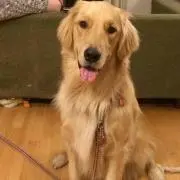 チール