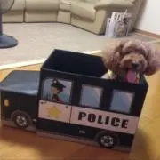 チップの画像