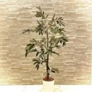 olive_marketの画像