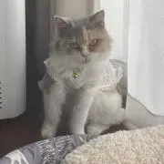 ひの画像