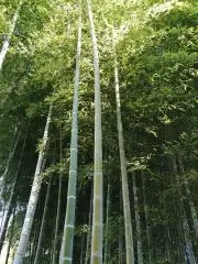 こだの画像