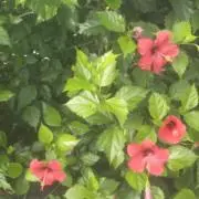 おすすの画像