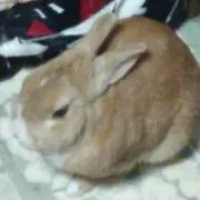 ヒロミ