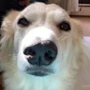 むぅちょの画像