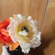 ラナン＊゜の画像
