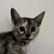 yuki