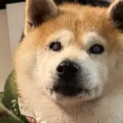 ささの画像