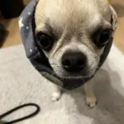 ちょむの画像