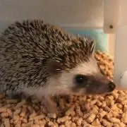 べーぐる。の画像