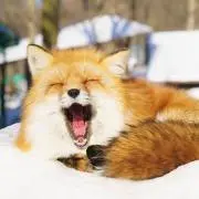 しゅんの画像