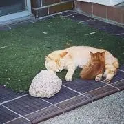 Rの画像