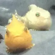 ユーカリの画像