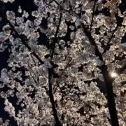 mu まとめ買いのみ値下げ可能の画像