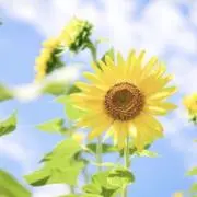 Sunflowerの画像