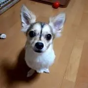 りょん