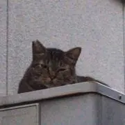 まりーの画像
