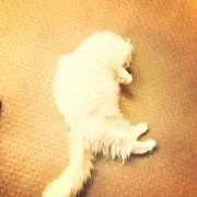 ゆっきー