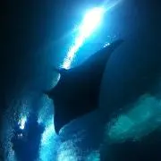 れれれ(原則金〜日曜発送)の画像