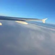 フシギダネの画像