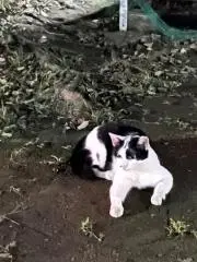 さなの画像