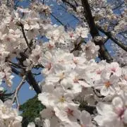 おもちの画像