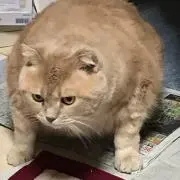 ミューケイ
