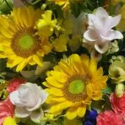 ひまわり向日葵