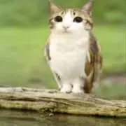 むーの画像